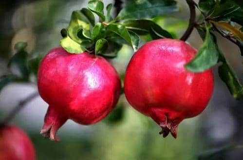 正是橙黄橘绿时！寒露节气全国名优特产品名录发布 品尝秋天的味道